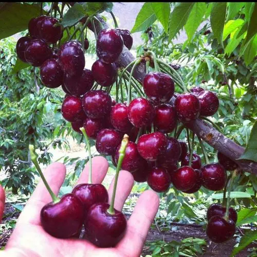 Rainier Cherry Fruit Seeds | 🍒Flat 50% Savings🍒