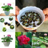 Hybrid Lotus Flower seeds | 🔥FLAT 58% OFF SALE🔥