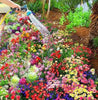 Varieties of Flower Seeds (Pack of 100) + Plant Growth Supplement Free!!