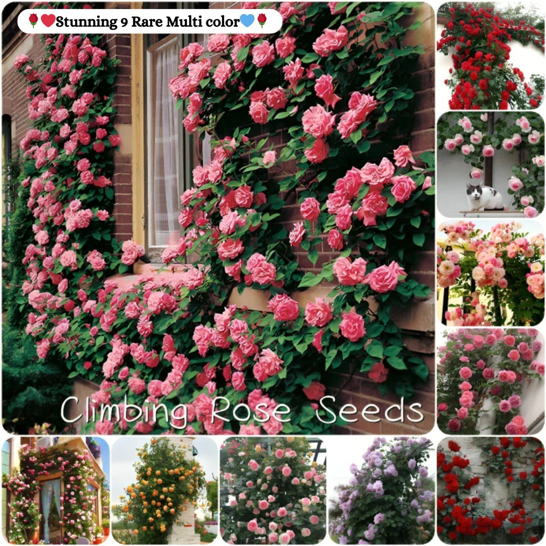 🌹 Elegant Imported Climbing Rose Flower Seeds + Plant Growth Supplement FREE🔥
