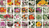 Varieties of Flower Seeds (Pack of 100) + Plant Growth Supplement Free!!