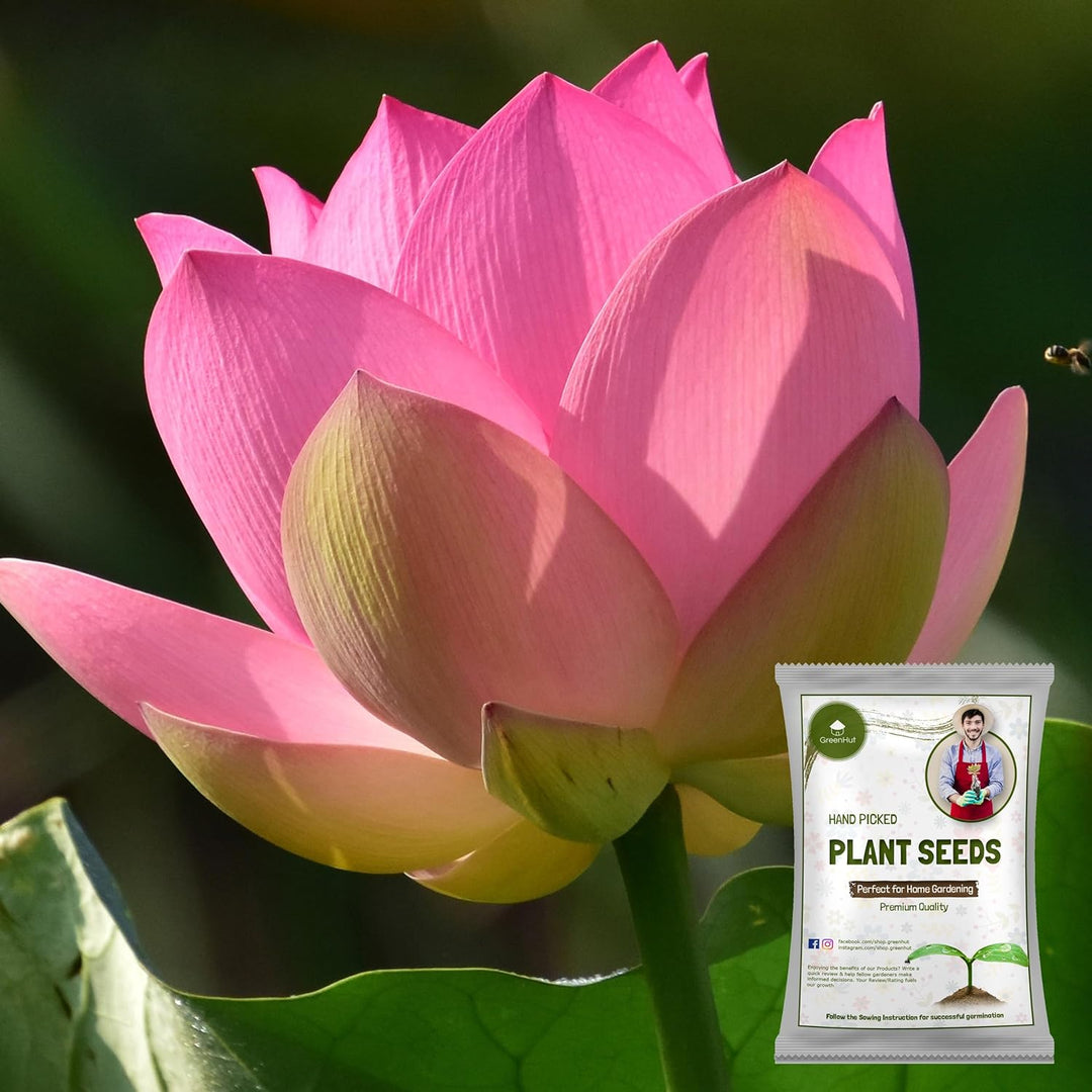 Hybrid Lotus Flower seeds | 🔥FLAT 58% OFF SALE🔥