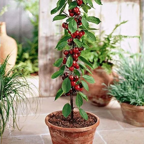 Rainier Cherry Fruit Seeds | 🍒Flat 50% Savings🍒