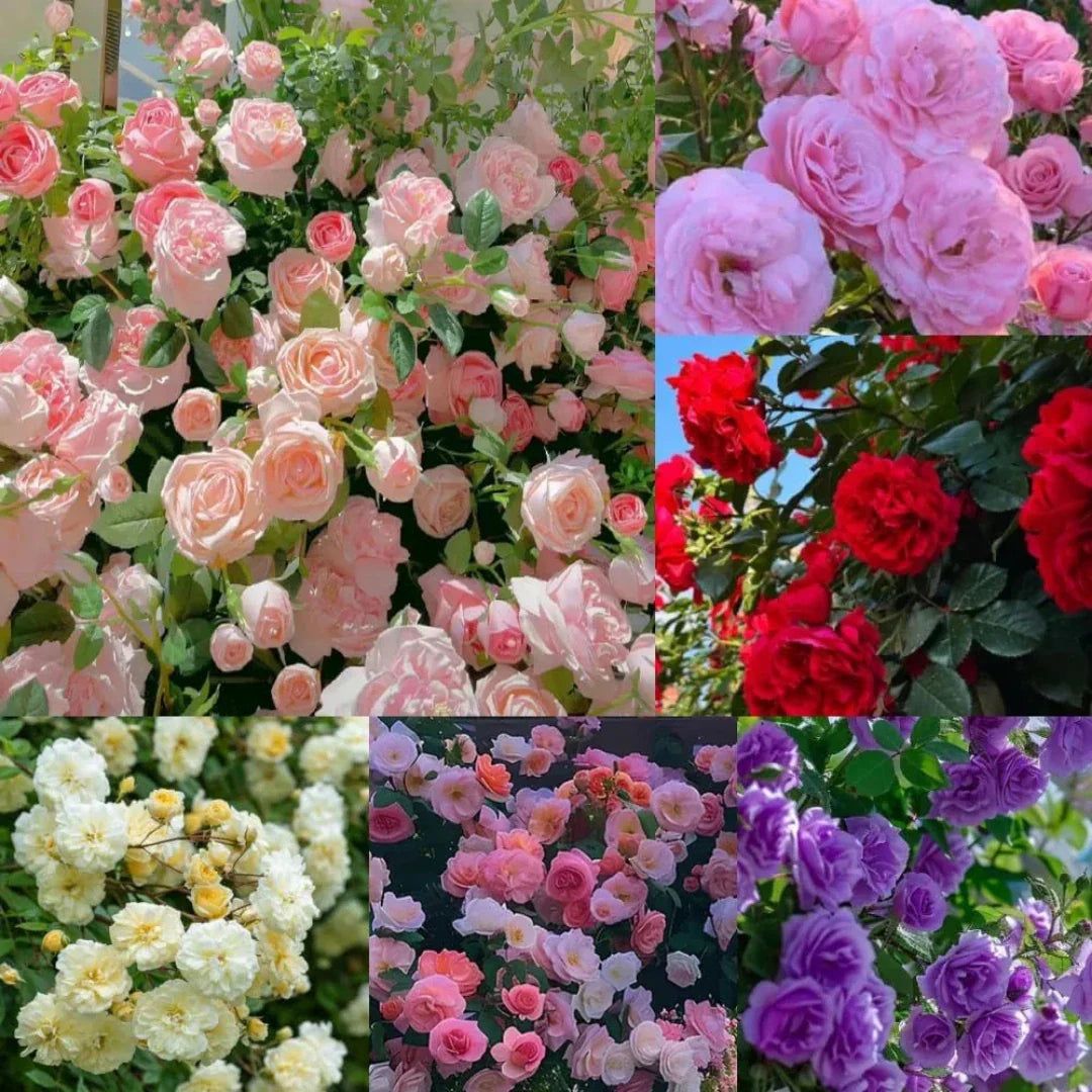 🌹 Elegant Imported Climbing Rose Flower Seeds + Plant Growth Supplement FREE🔥