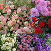 🌹 Elegant Imported Climbing Rose Flower Seeds + Plant Growth Supplement FREE🔥