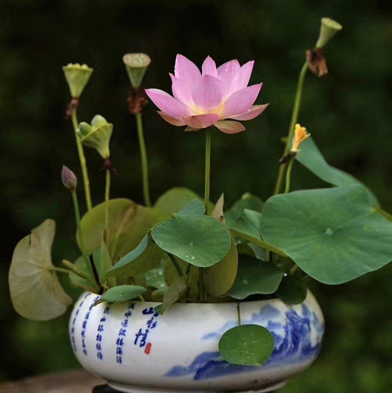 indoor lotus plant for sale Hybrid Lotus Flower seeds