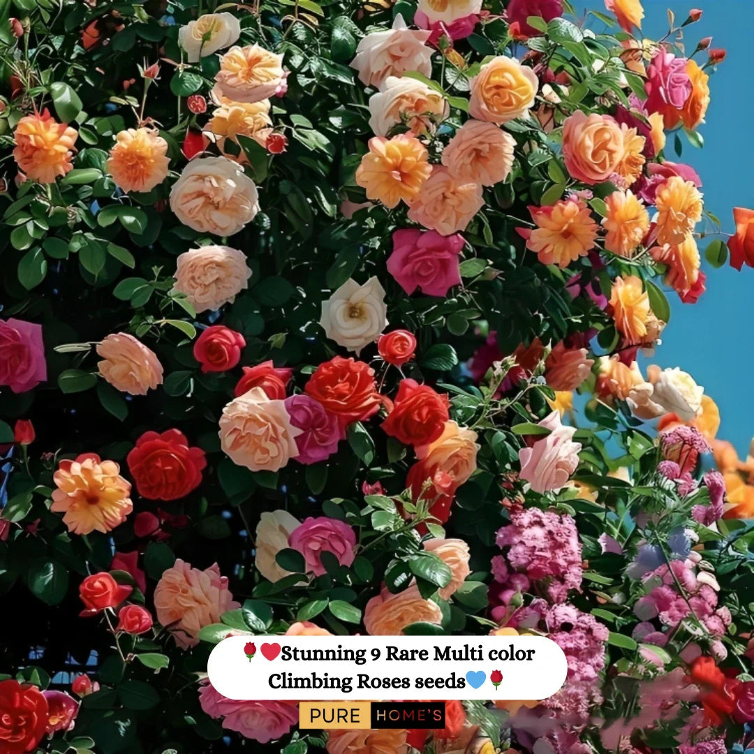 🌹 Elegant Imported Climbing Rose Flower Seeds + Plant Growth Supplement FREE🔥