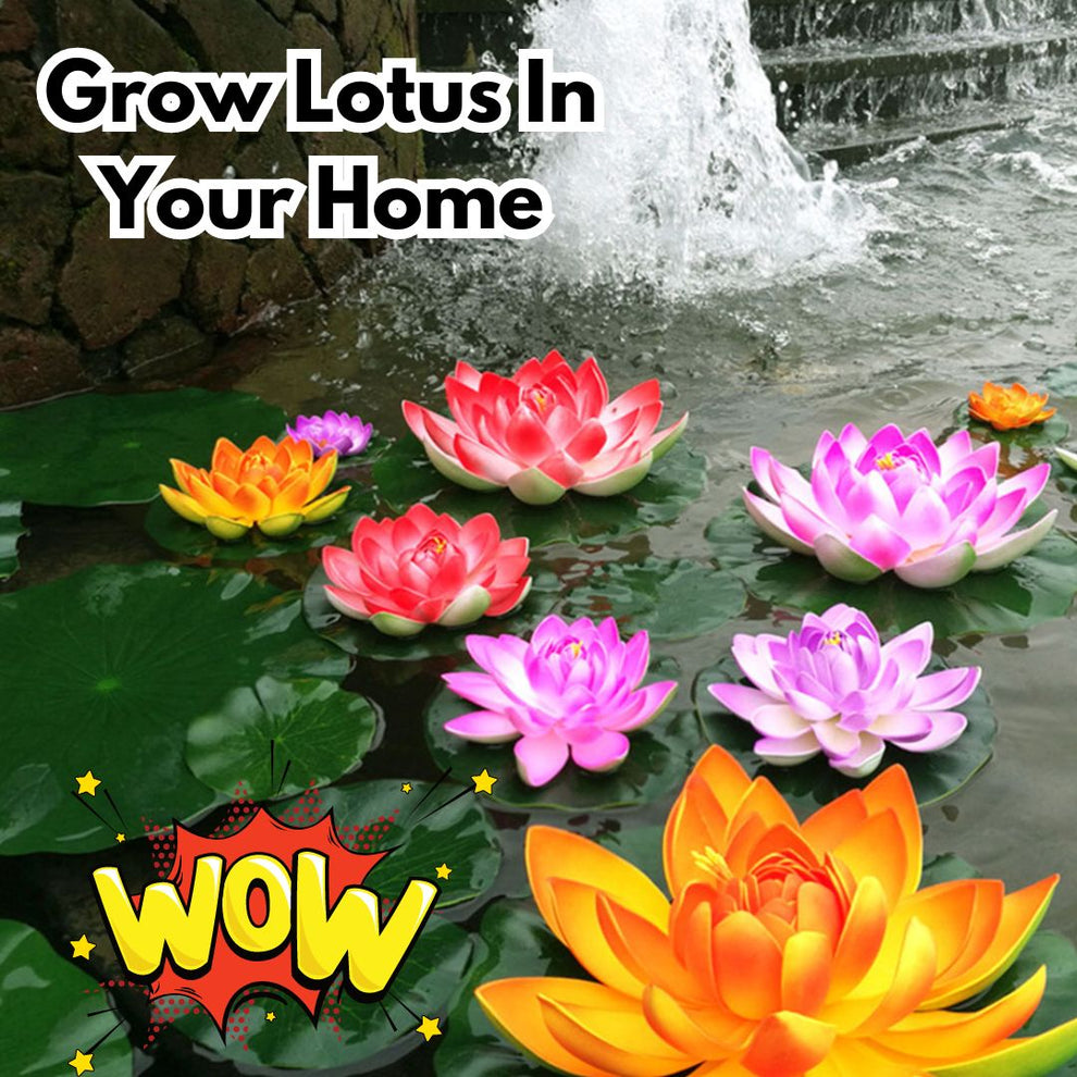 Hybrid Lotus Flower seeds | 🔥FLAT 58% OFF SALE🔥