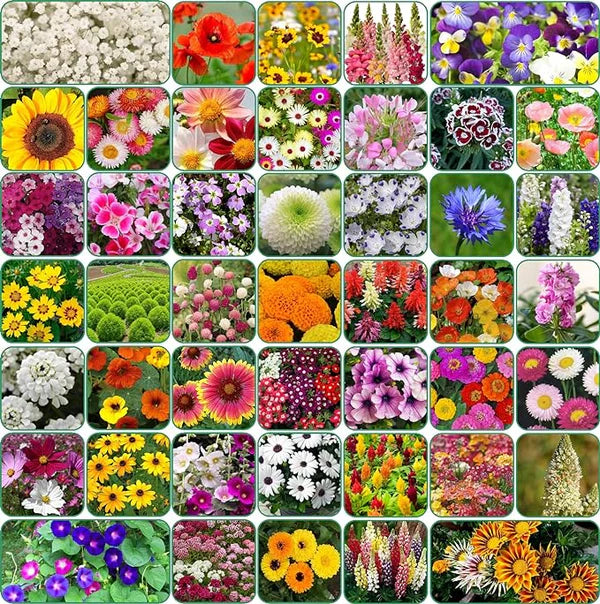 Varieties of Flower Seeds (Pack of 100) + Plant Growth Supplement Free!!