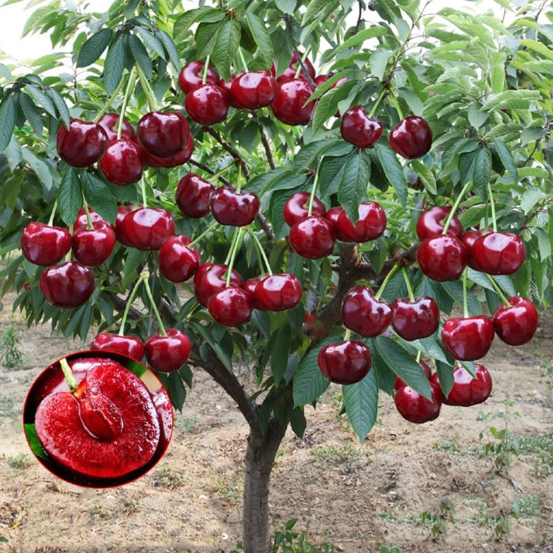 Rainier Cherry Fruit Seeds | 🍒Flat 50% Savings🍒