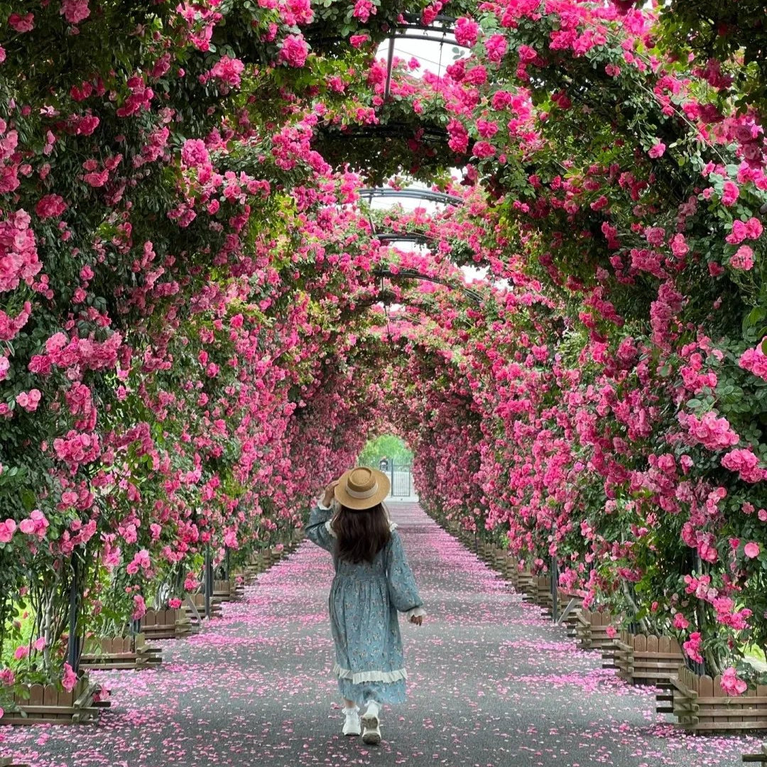 🌹 Elegant Imported Climbing Rose Flower Seeds + Plant Growth Supplement FREE🔥