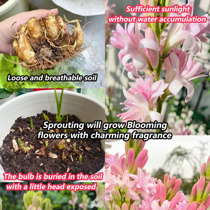 tuberose flower seeds Afflorance Tuberose Bulbs (Buy 1 Get 1 Free) – Space Life Store